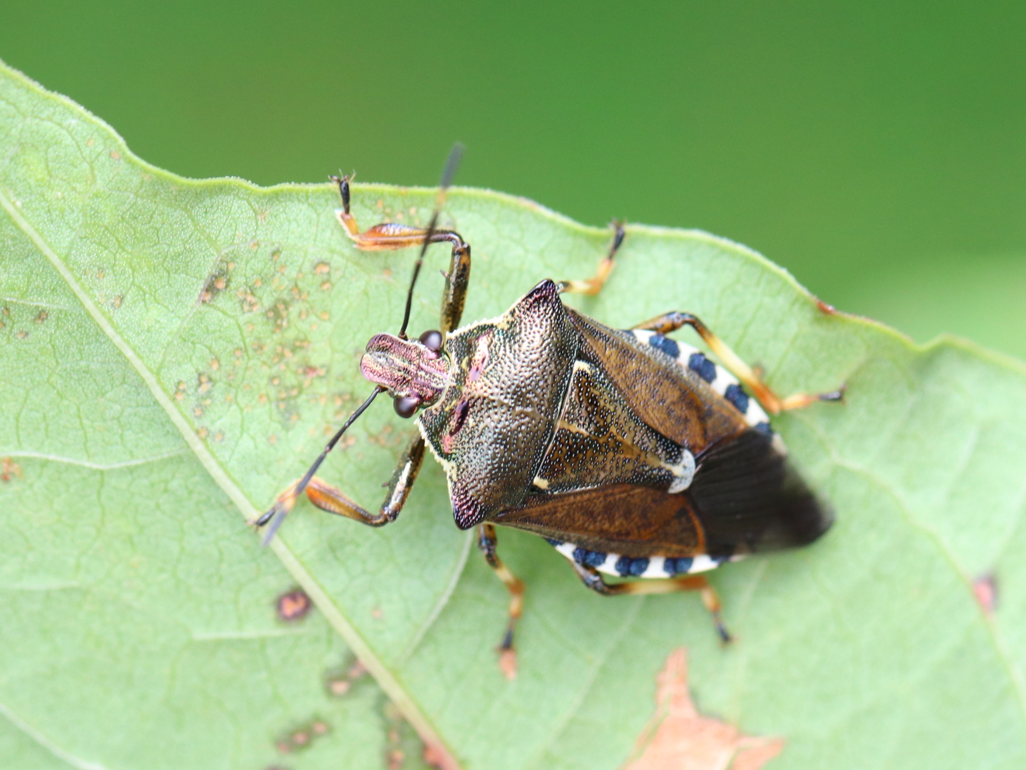 アカアシクチブトカメムシ